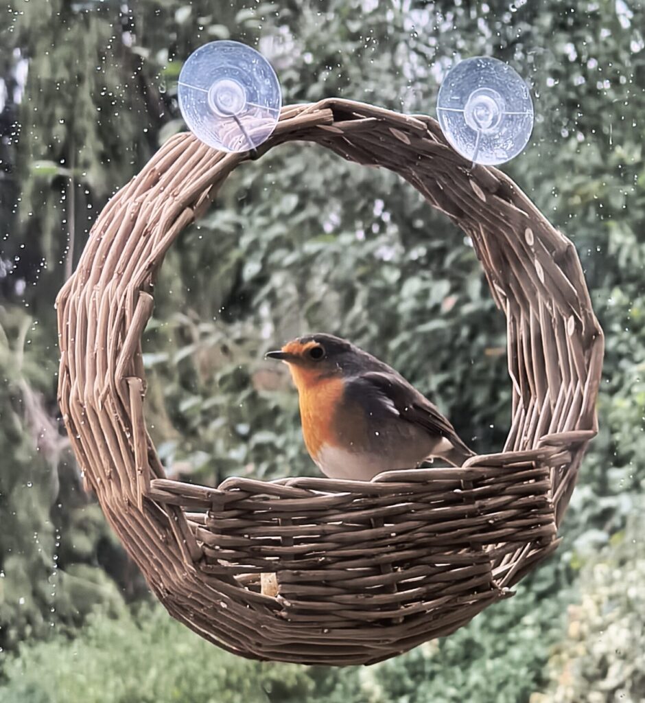 Robin Redbreast on a circular willow bird feeder fixed with suckers onto a window.