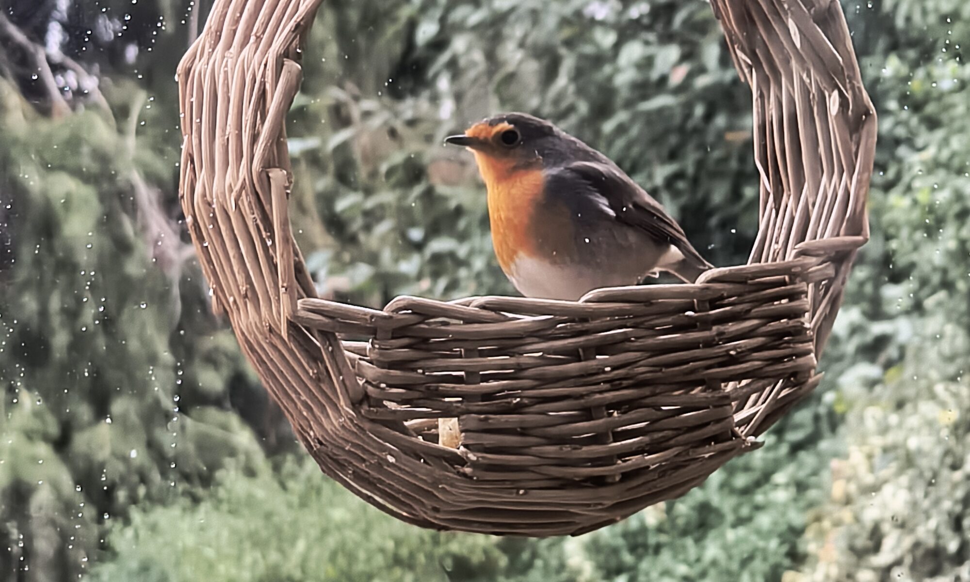 Robin Redbreast on a circular willow bird feeder fixed with suckers onto a window.
