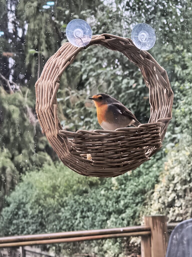 Robin Redbreast on a circular willow bird feeder fixed with suckers onto a window.