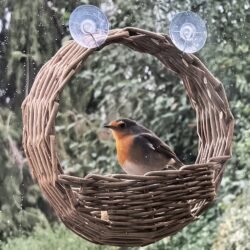 Robin Redbreast on a circular willow bird feeder fixed with suckers onto a window.