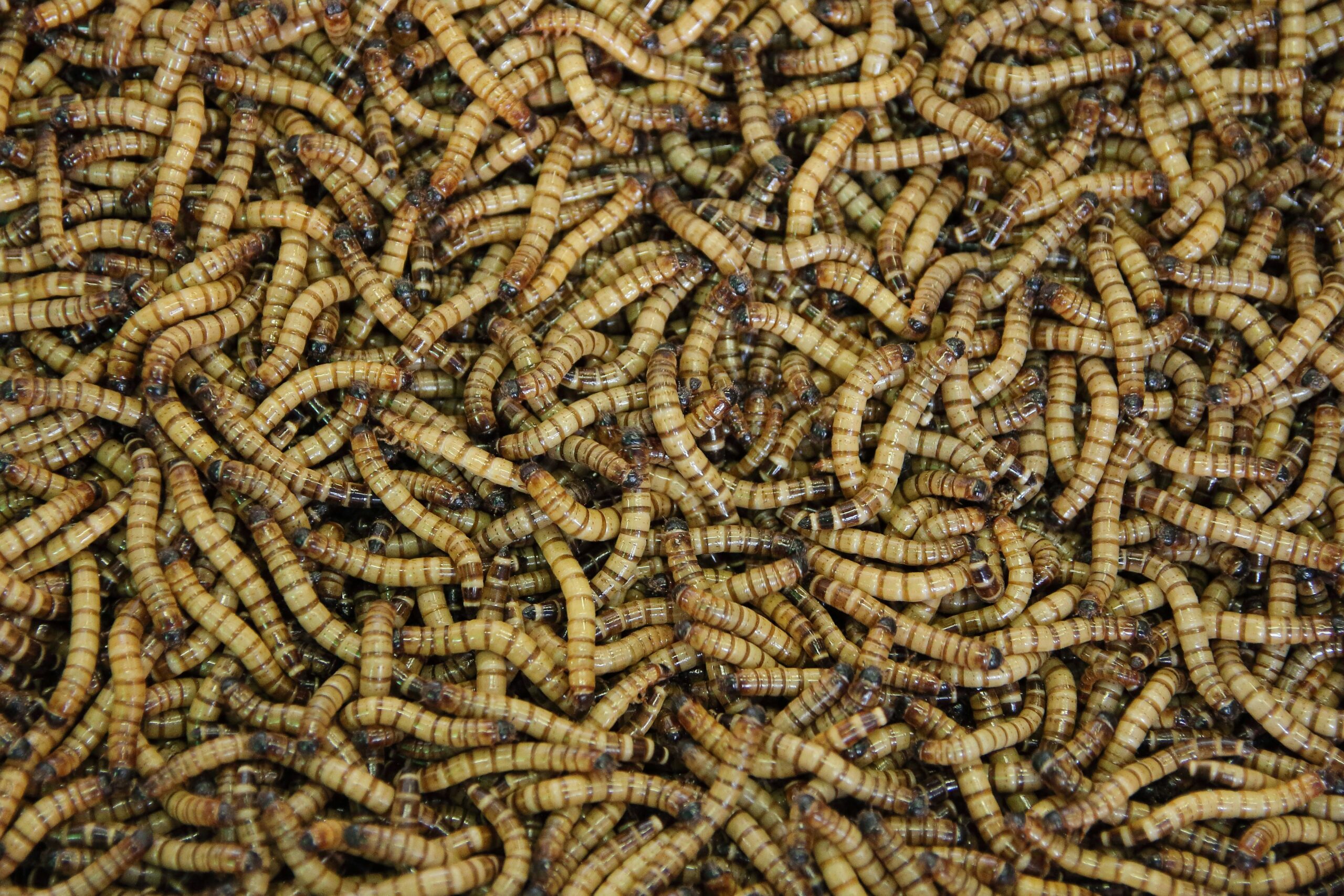 a picture of small light brown meal worms to feed to robins